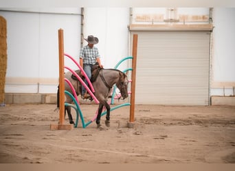 American Quarter Horse, Castrone, 3 Anni, 152 cm, Roano blu