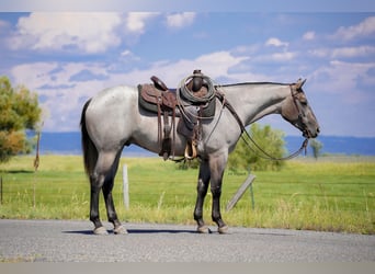 American Quarter Horse, Castrone, 3 Anni, 152 cm, Roano blu