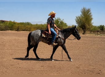 American Quarter Horse, Castrone, 3 Anni, 152 cm, Roano blu