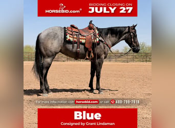 American Quarter Horse, Castrone, 3 Anni, 152 cm, Roano blu