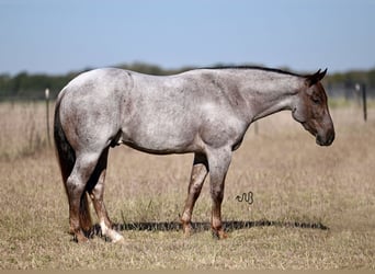 American Quarter Horse, Castrone, 3 Anni, 152 cm, Roano rosso