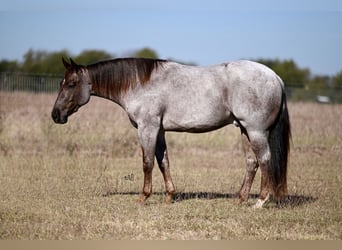 American Quarter Horse, Castrone, 3 Anni, 152 cm, Roano rosso