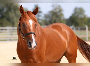 American Quarter Horse, Castrone, 3 Anni, 152 cm, Sauro