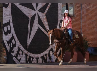 American Quarter Horse, Castrone, 3 Anni, 152 cm, Sauro ciliegia