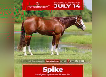 American Quarter Horse, Castrone, 3 Anni, 152 cm, Sauro ciliegia