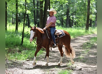 American Quarter Horse, Castrone, 3 Anni, 152 cm, Sauro ciliegia