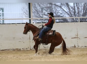 American Quarter Horse, Castrone, 3 Anni, 152 cm, Sauro ciliegia