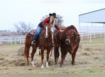 American Quarter Horse, Castrone, 3 Anni, 152 cm, Sauro ciliegia