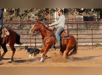 American Quarter Horse, Castrone, 3 Anni, 152 cm, Sauro ciliegia