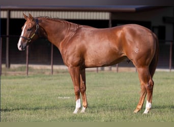 American Quarter Horse, Castrone, 3 Anni, 152 cm, Sauro ciliegia