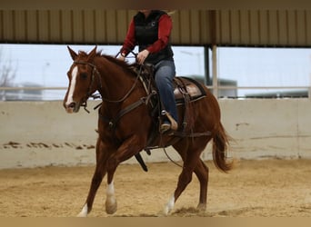 American Quarter Horse, Castrone, 3 Anni, 152 cm, Sauro ciliegia