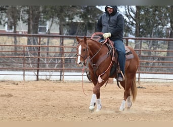 American Quarter Horse, Castrone, 3 Anni, 152 cm, Sauro ciliegia