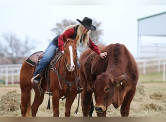 American Quarter Horse, Castrone, 3 Anni, 152 cm, Sauro ciliegia