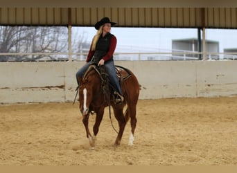 American Quarter Horse, Castrone, 3 Anni, 152 cm, Sauro ciliegia