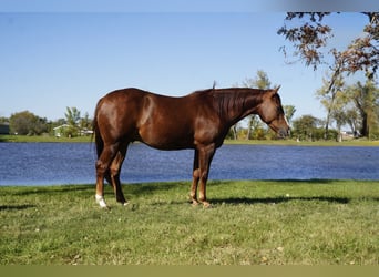 American Quarter Horse, Castrone, 3 Anni, 152 cm, Sauro scuro