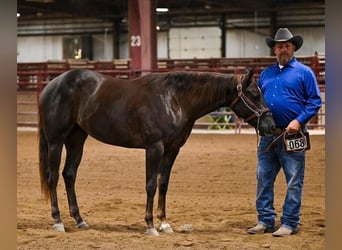 American Quarter Horse, Castrone, 3 Anni, 152 cm, Sauro scuro