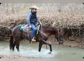 American Quarter Horse, Castrone, 3 Anni, 152 cm, Sauro scuro