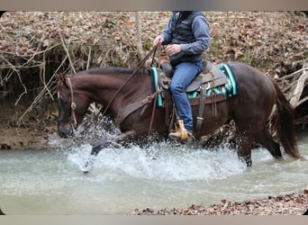 American Quarter Horse, Castrone, 3 Anni, 152 cm, Sauro scuro