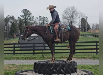 American Quarter Horse, Castrone, 3 Anni, 152 cm, Sauro scuro