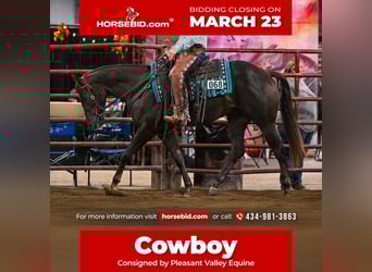 American Quarter Horse, Castrone, 3 Anni, 152 cm, Sauro scuro