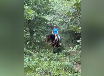American Quarter Horse, Castrone, 3 Anni, 153 cm, Baio