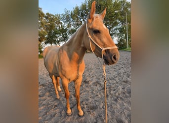 American Quarter Horse, Castrone, 3 Anni, 153 cm, Dunalino