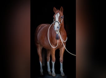 American Quarter Horse, Castrone, 3 Anni, 153 cm
