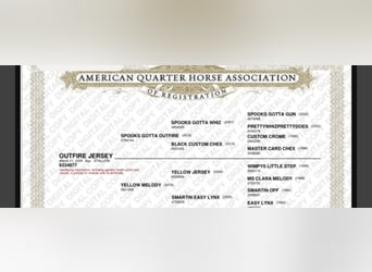 American Quarter Horse, Castrone, 3 Anni, 153 cm