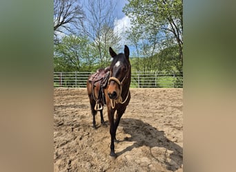 American Quarter Horse, Castrone, 3 Anni, 154 cm, Baio scuro