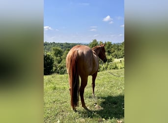 American Quarter Horse, Castrone, 3 Anni, 154 cm, Roano rosso