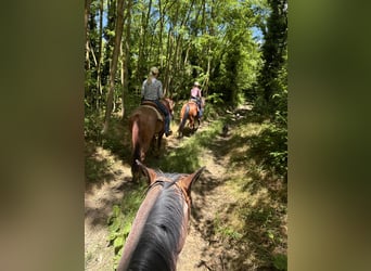 American Quarter Horse, Castrone, 3 Anni, 154 cm, Roano rosso