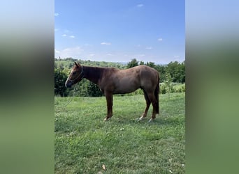 American Quarter Horse, Castrone, 3 Anni, 154 cm, Roano rosso
