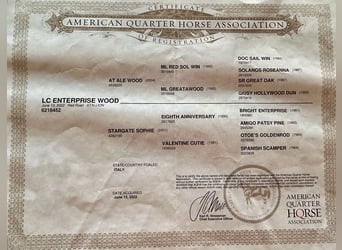 American Quarter Horse, Castrone, 3 Anni, 154 cm, Roano rosso