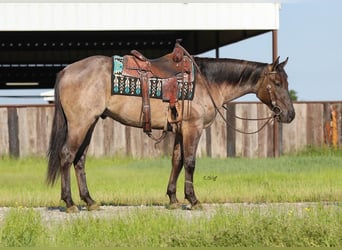 American Quarter Horse, Castrone, 3 Anni, 155 cm, Grullo