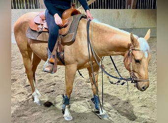 American Quarter Horse, Castrone, 3 Anni, 155 cm, Palomino