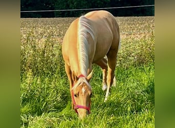 American Quarter Horse, Castrone, 3 Anni, 155 cm, Palomino