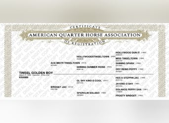 American Quarter Horse, Castrone, 3 Anni, 155 cm, Palomino