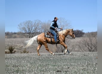 American Quarter Horse, Castrone, 3 Anni, 155 cm, Palomino