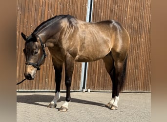 American Quarter Horse, Castrone, 3 Anni, 155 cm, Pelle di daino