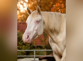 American Quarter Horse, Castrone, 3 Anni, 155 cm, Perlino