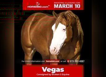 American Quarter Horse, Castrone, 3 Anni, 155 cm, Red dun