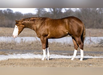 American Quarter Horse, Castrone, 3 Anni, 155 cm, Red dun