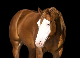 American Quarter Horse, Castrone, 3 Anni, 155 cm, Red dun