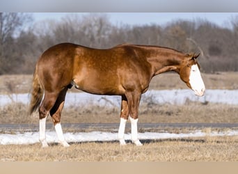 American Quarter Horse, Castrone, 3 Anni, 155 cm, Red dun