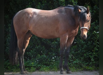 American Quarter Horse, Castrone, 3 Anni, 156 cm, Baio roano