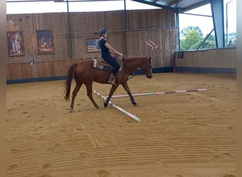 American Quarter Horse, Castrone, 3 Anni, 156 cm, Sauro