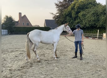 American Quarter Horse, Castrone, 3 Anni, 156 cm, Tovero-tutti i colori