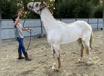 American Quarter Horse, Castrone, 3 Anni, 156 cm, Tovero-tutti i colori