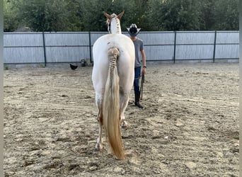 American Quarter Horse, Castrone, 3 Anni, 156 cm, Tovero-tutti i colori