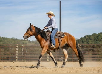 American Quarter Horse Mix, Castrone, 3 Anni, 157 cm, Baio ciliegia